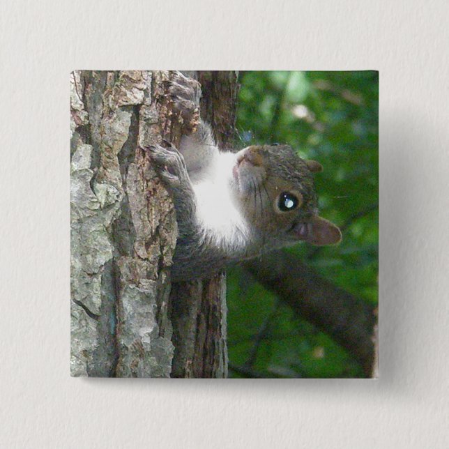 Eastern Grey Squirrel (Sciurus carolinensis) Items Button (Front)