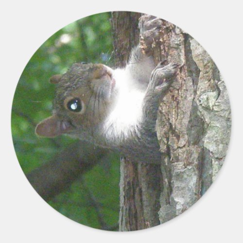 Eastern Grey Squirrel Sciurus carolinensis Items Classic Round Sticker