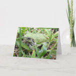 Eastern Grey Treefrog Nature Photography Card