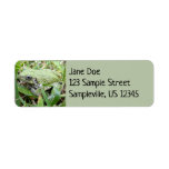 Eastern Grey Treefrog Nature Photography Label