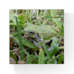 Eastern Grey Treefrog Nature Photography Paperweight