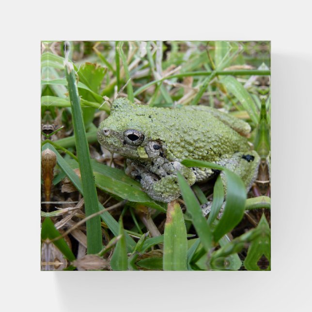 Eastern Grey Treefrog Nature Photography Paperweight (Front)