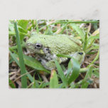 Eastern Grey Treefrog Nature Photography Postcard