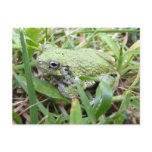 Eastern Grey Treefrog Nature Photography Postcard