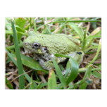 Eastern Grey Treefrog Nature Photography Poster