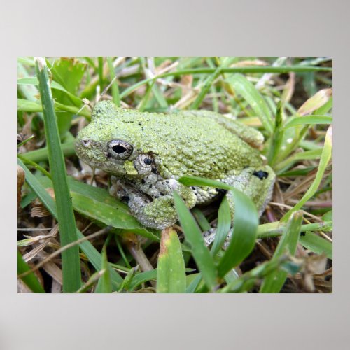 Eastern Grey Treefrog Nature Photography Poster