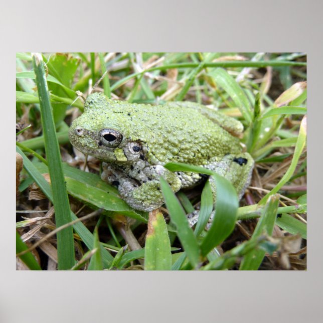 Eastern Grey Treefrog Nature Photography Poster (Front)