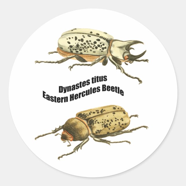 Eastern Hercules Beetle Classic Round Sticker (Front)