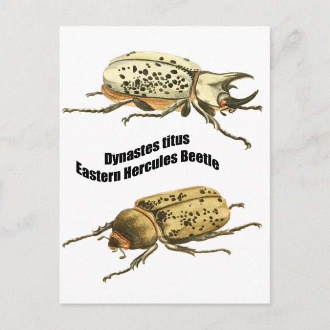 Eastern Hercules Beetle Postcard (Front)