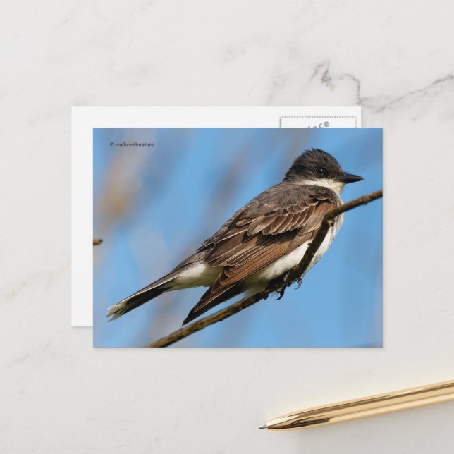 Eastern Kingbird Flycatcher Songbird on a Branch Postcard (Front/Back In Situ)