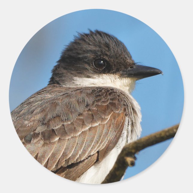 Eastern Kingbird on a Branch Classic Round Sticker (Front)