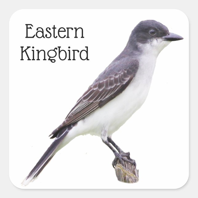 Eastern Kingbird Square Sticker (Front)