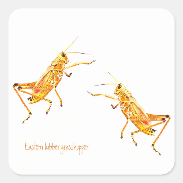 Eastern lubber grasshopper   square sticker (Front)