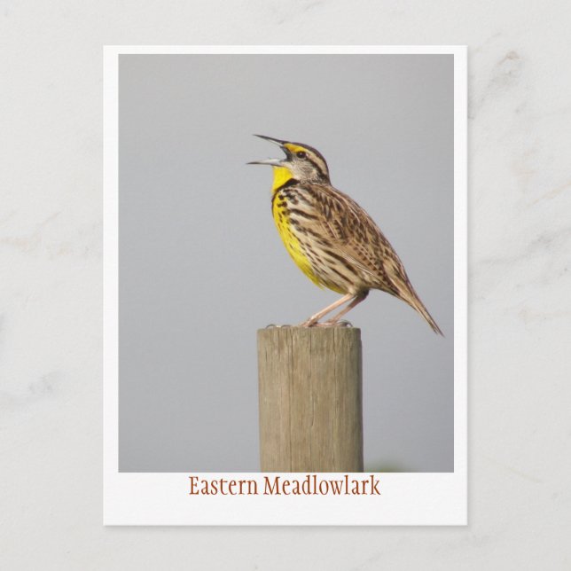 Eastern Meadlowlark Postcard (Front)