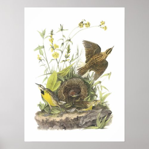 Eastern Meadowlark by Audubon Poster