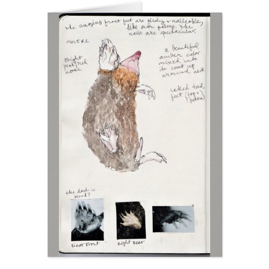 eastern mole nature journal page cards (Front)