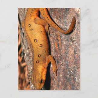 Eastern Newt Lizard Postcard
