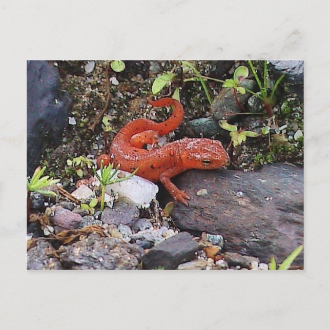 Eastern Newt Photo Postcard (Front)