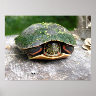 Eastern Painted Turtle Poster
