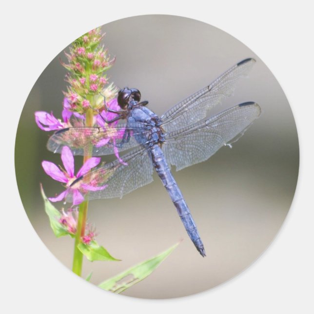 Eastern Pondhawk Classic Round Sticker (Front)