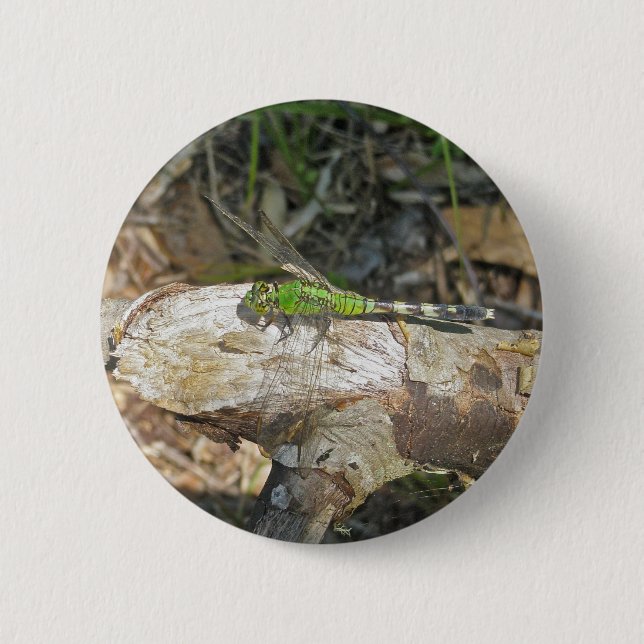 Eastern Pondhawk Dragonfly Coordinated Items Button (Front)