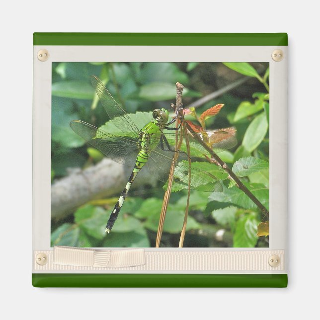 Eastern Pondhawk Dragonfly Coordinated Items Magnet (Front)