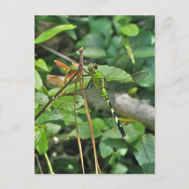 Eastern Pondhawk Dragonfly Coordinated Items Postcard (Front)