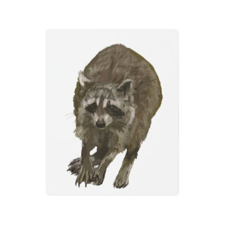 Eastern Raccoon Metal Print