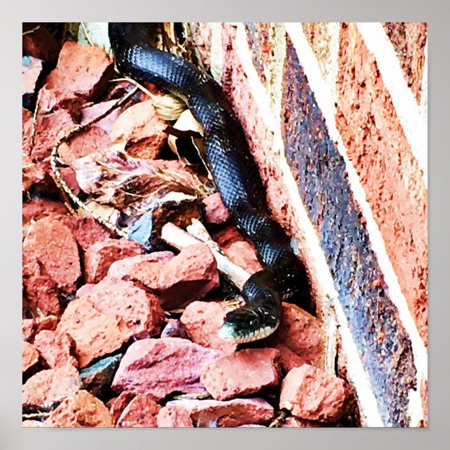 Eastern Rat Snake Poster (Front)