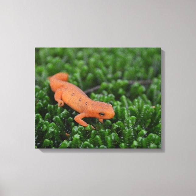 Eastern Red Spotted Newt Canvas Print (Front)