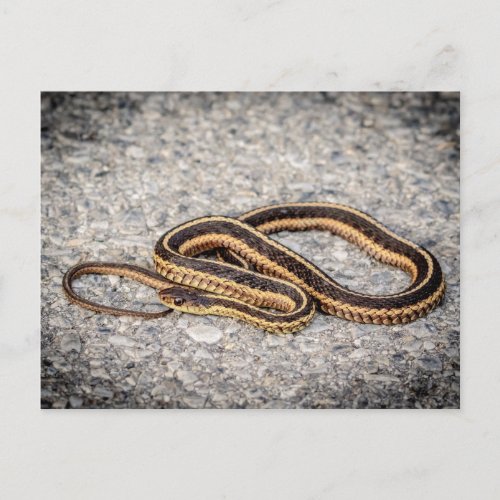 Eastern Ribbon Snake Garter Snake Postcard
