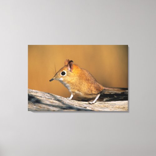 Eastern Rock Elephant Shrew on lo Canvas Print