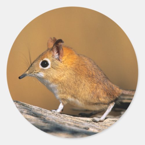 Eastern Rock Elephant Shrew on lo Classic Round Sticker