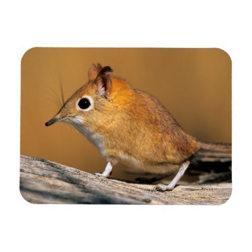 Eastern Rock Elephant Shrew on lo Magnet