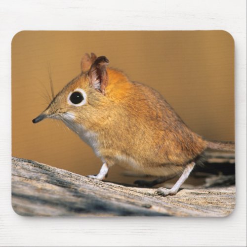 Eastern Rock Elephant Shrew on lo Mouse Pad