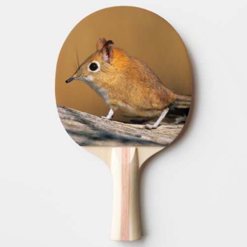 Eastern Rock Elephant Shrew on lo Ping_Pong Paddle