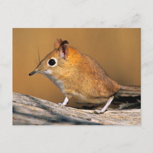 Eastern Rock Elephant Shrew on lo Postcard