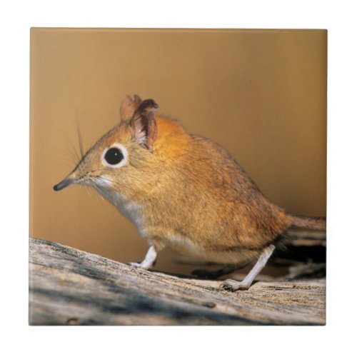 Eastern Rock Elephant Shrew on lo Tile