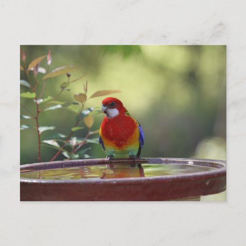 Eastern Rosella Australian Postcard