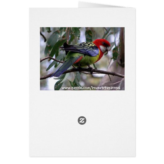 Eastern Rosella Getting the Worm... (Back)