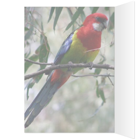 Eastern Rosella Getting the Worm... (Inside (Left))