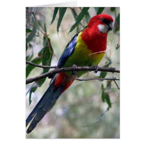 Eastern Rosella Getting the Worm