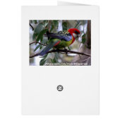 Eastern Rosella Getting the Worm... Cards (Back)