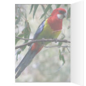 Eastern Rosella Getting the Worm... Cards (Inside (Left))