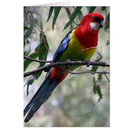 Eastern Rosella Getting the Worm... Cards (Front)