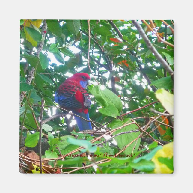 Eastern Rosella in Cotoneaster - Magnet (Front)