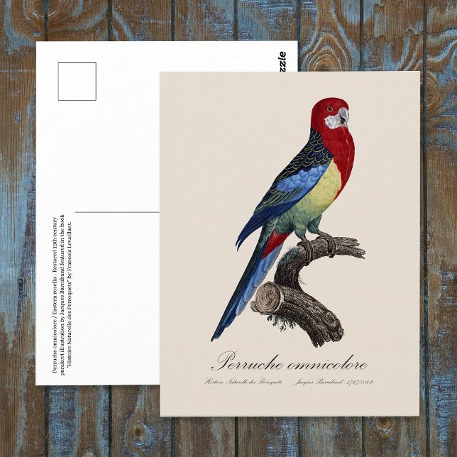 Eastern rosella or Platycercus eximius parakeet Postcard (Eastern rosella or Platycercus eximius parakeet. Postcard)