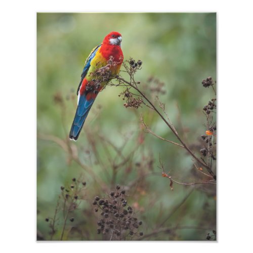 Eastern Rosella parrot _ 11x14 photo print