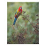 Eastern Rosella parrot - 12x16" photo print