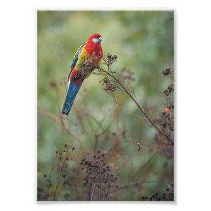Eastern Rosella parrot - 5x7" photo print